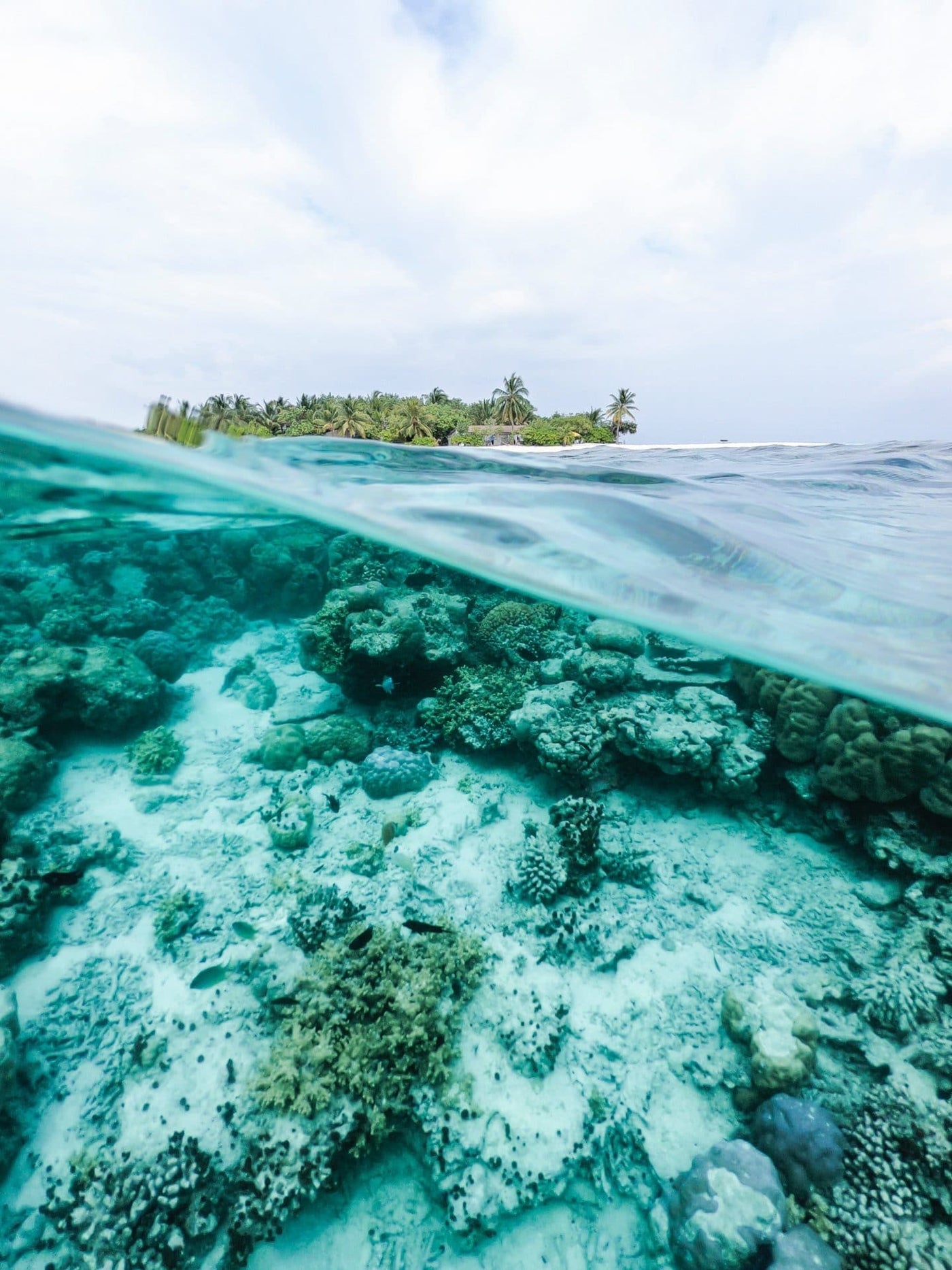 Palau förbjuder korallskadliga kemikalier i solskyddsmedel för att rädda koraller