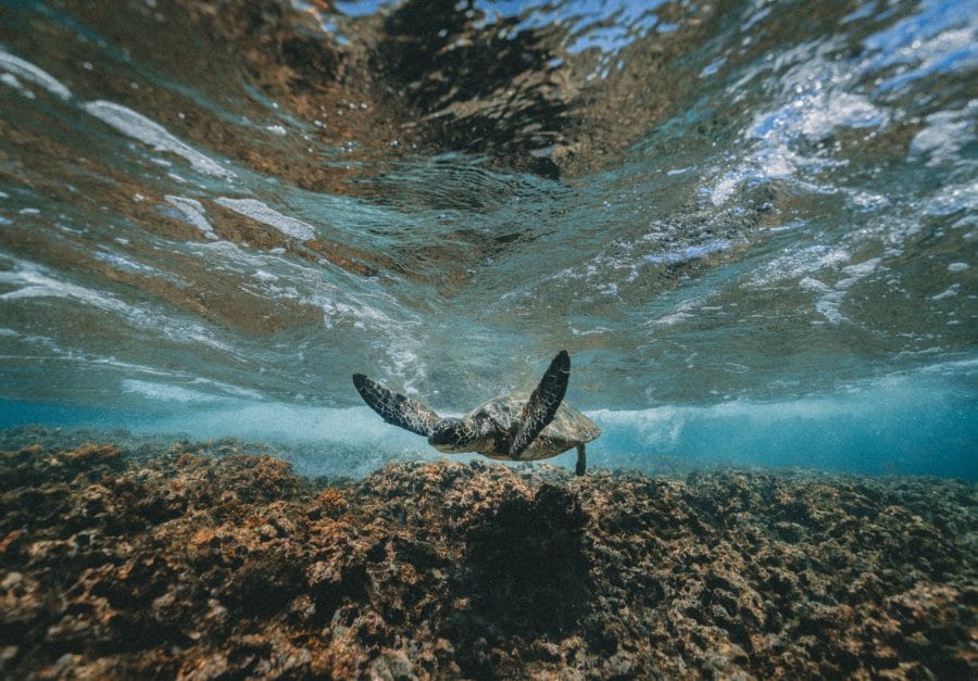 Hawaii verhängt ein Verbot für zwei der gefährlichsten Sonnenschutzchemikalien