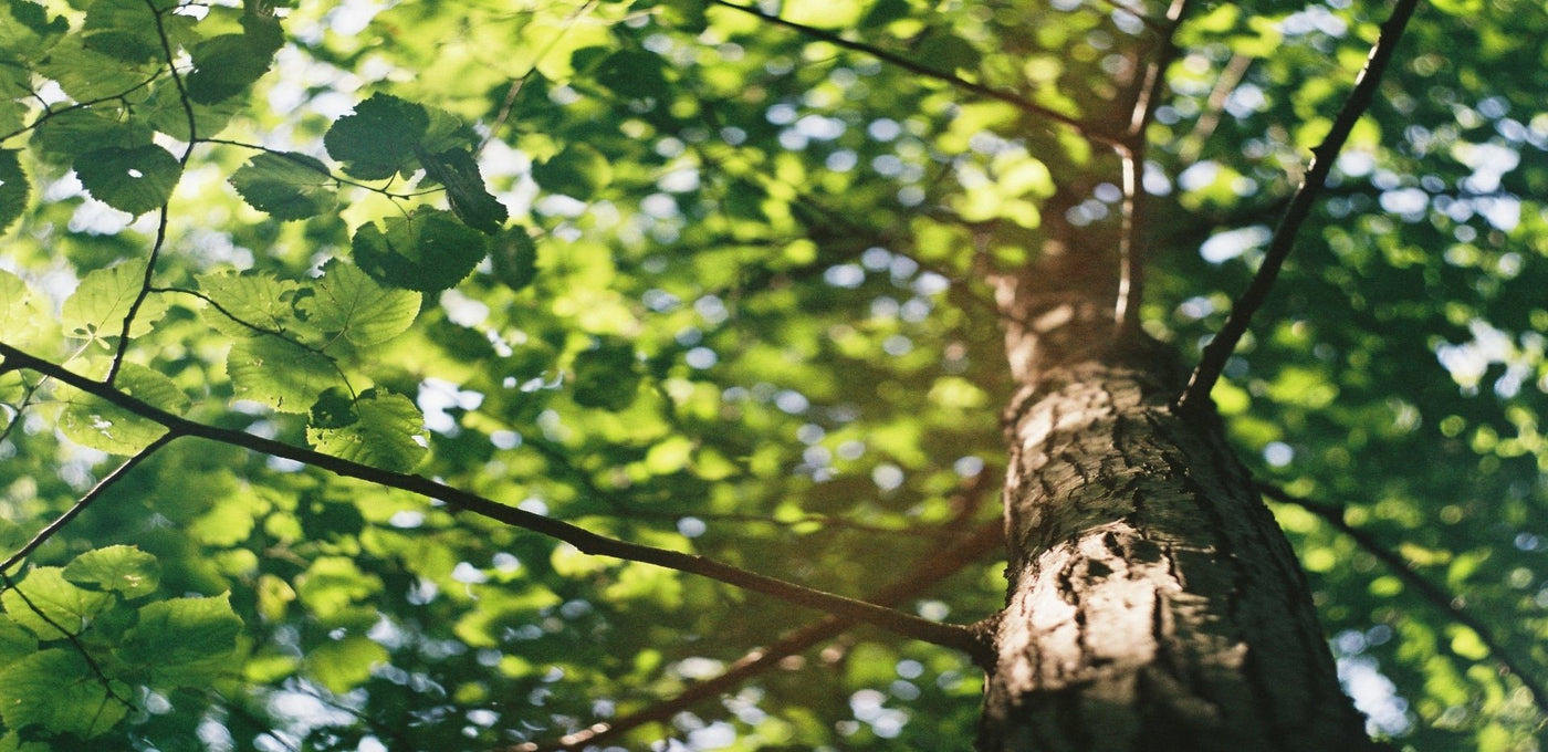 Suntribe colaborando con One Tree Planted