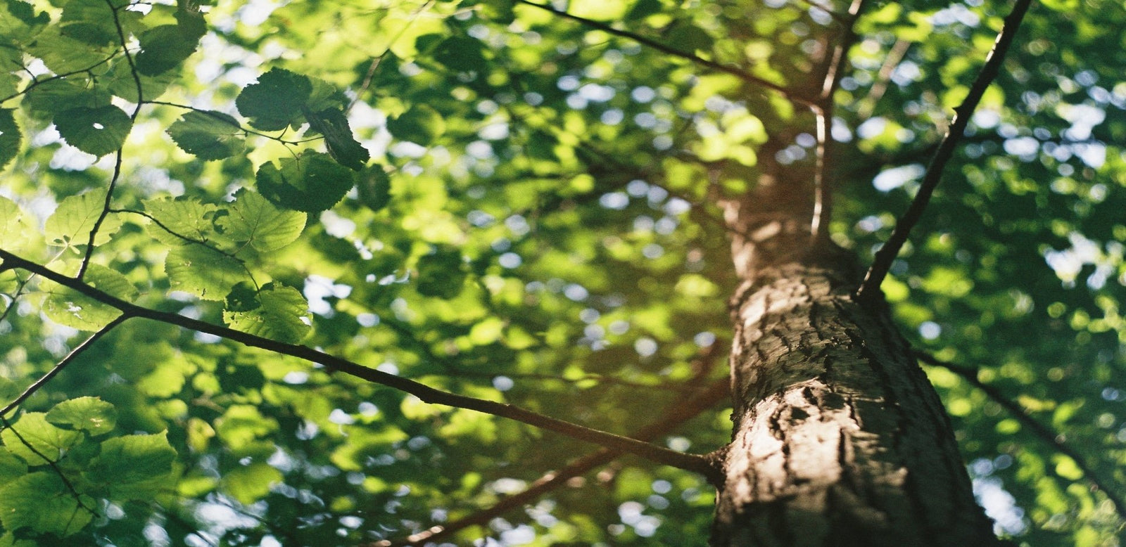 Suntribe's Collaboration with One Tree Planted