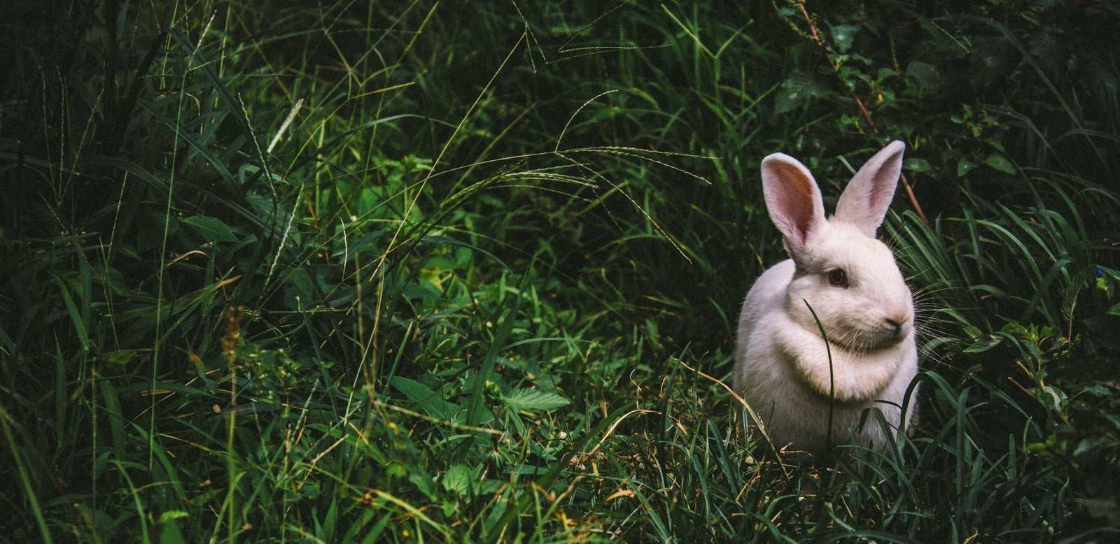 what-does-cruelty-free-mean