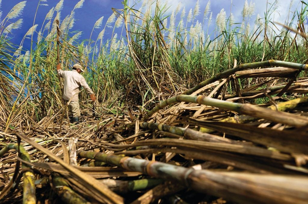 Sugar cane farm