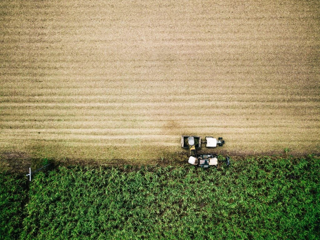 Sugar cane field in Australia / Photo by @joshwithersart