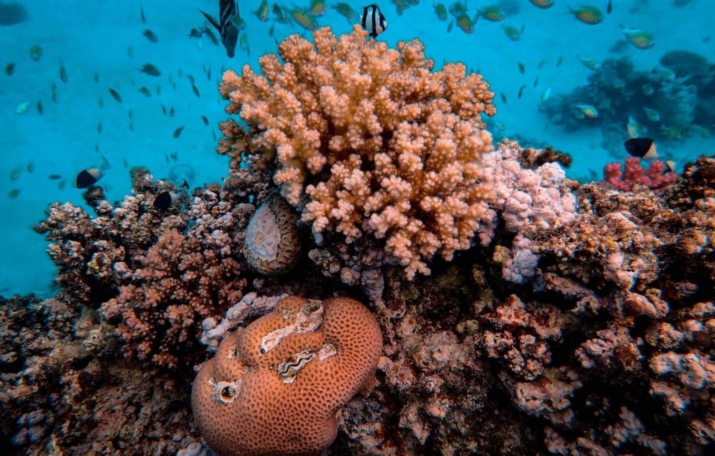 Coral reef in the Red Sea in Egypt