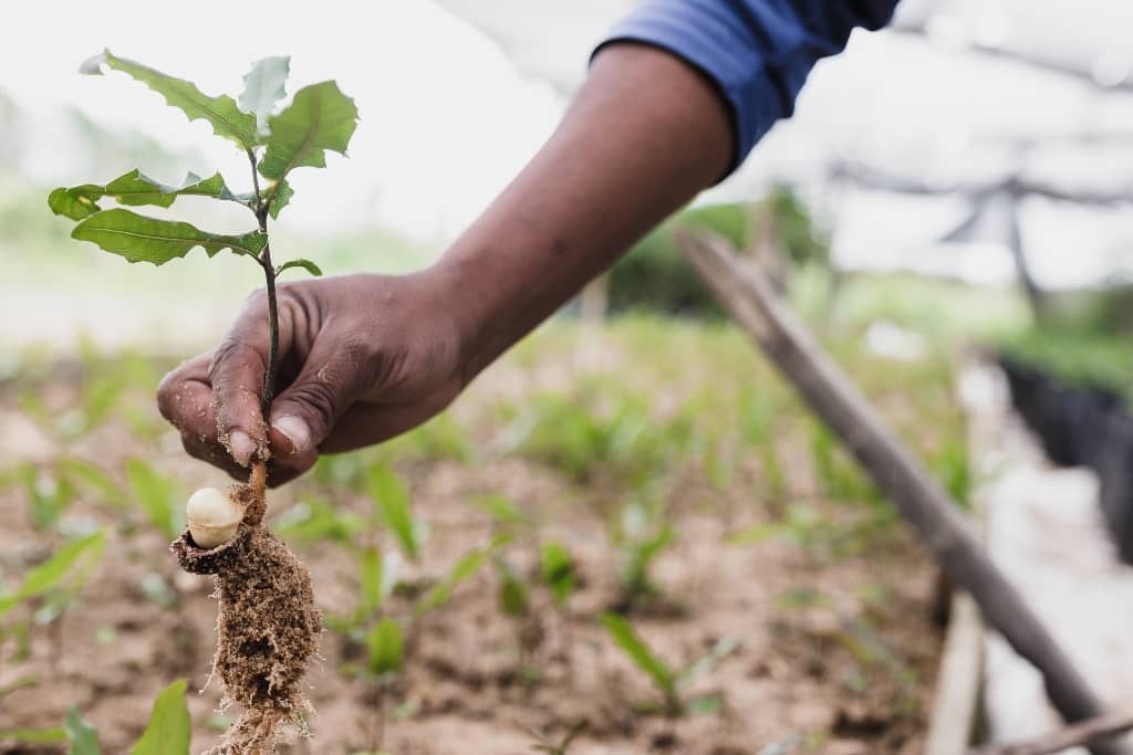 Suntribe's Collaboration with One Tree Planted