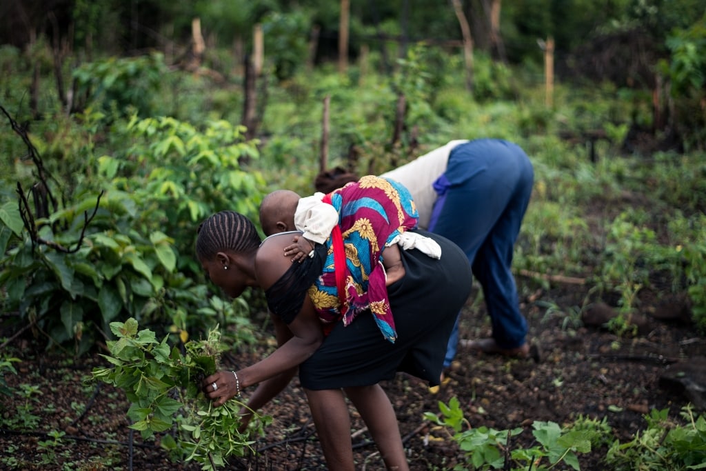 Suntribe's Collaboration with One Tree Planted