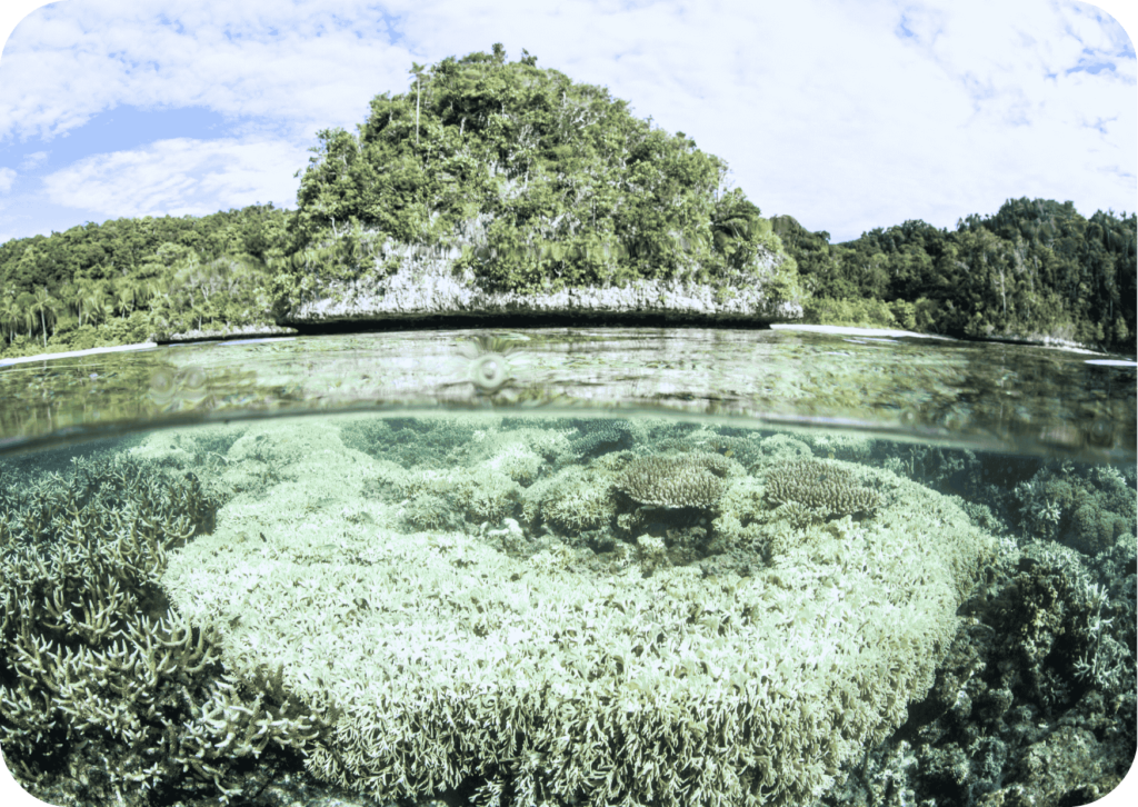 corals from above and below the water surface next to a tropical island